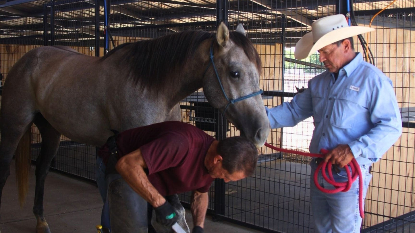 Horse Boarding